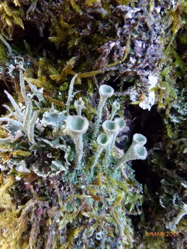 Lichens forestiers 3.3.2013 026